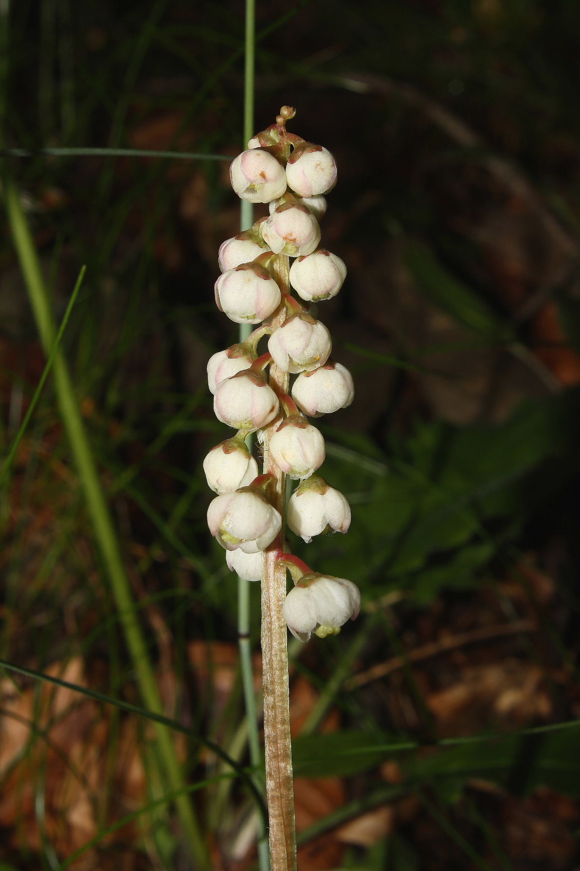 Pyrola minor  / Piroletta minore